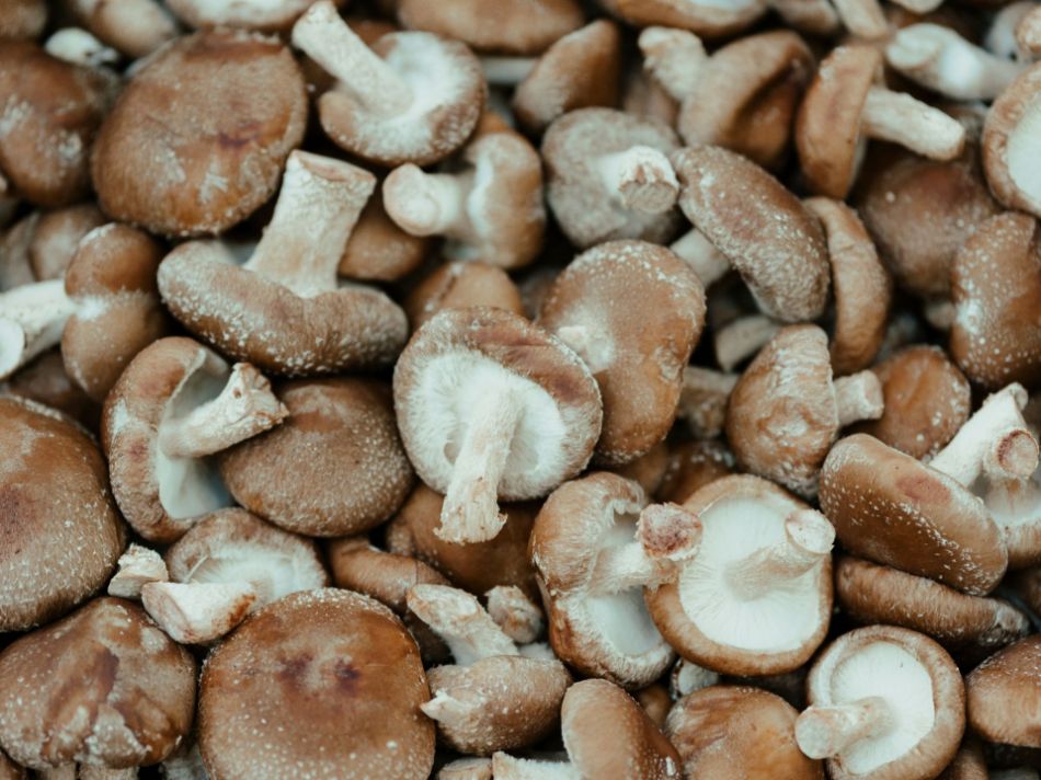 Shiitake (Lentinula Edodes): Vollständige Anleitung